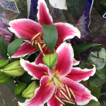 百合花供应