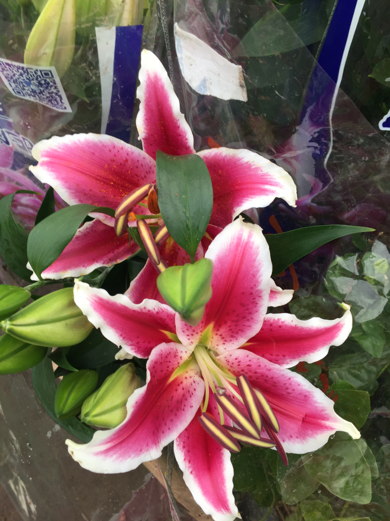 百合花供应