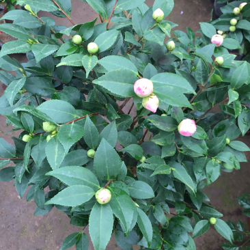 茶花香妃