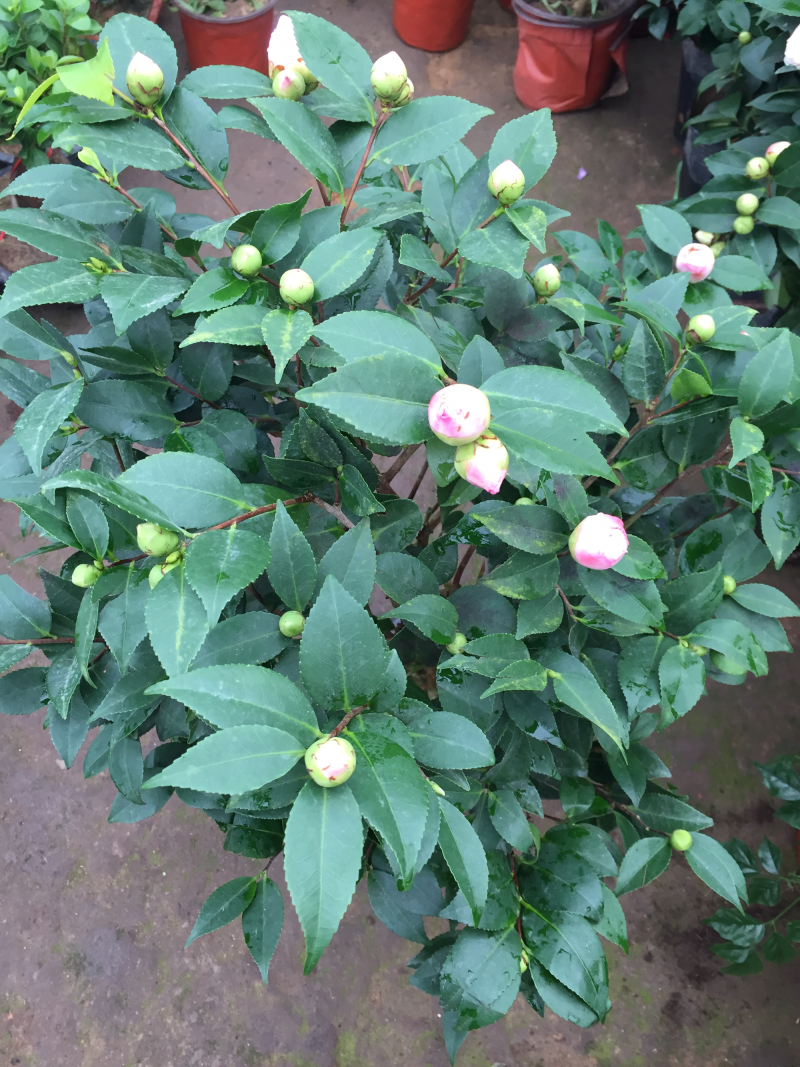 茶花香妃