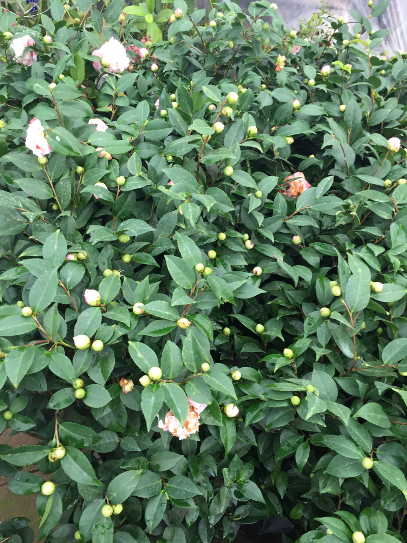 茶花香妃