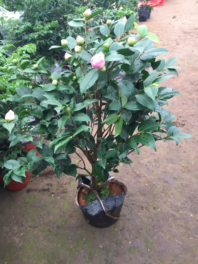 茶花香妃