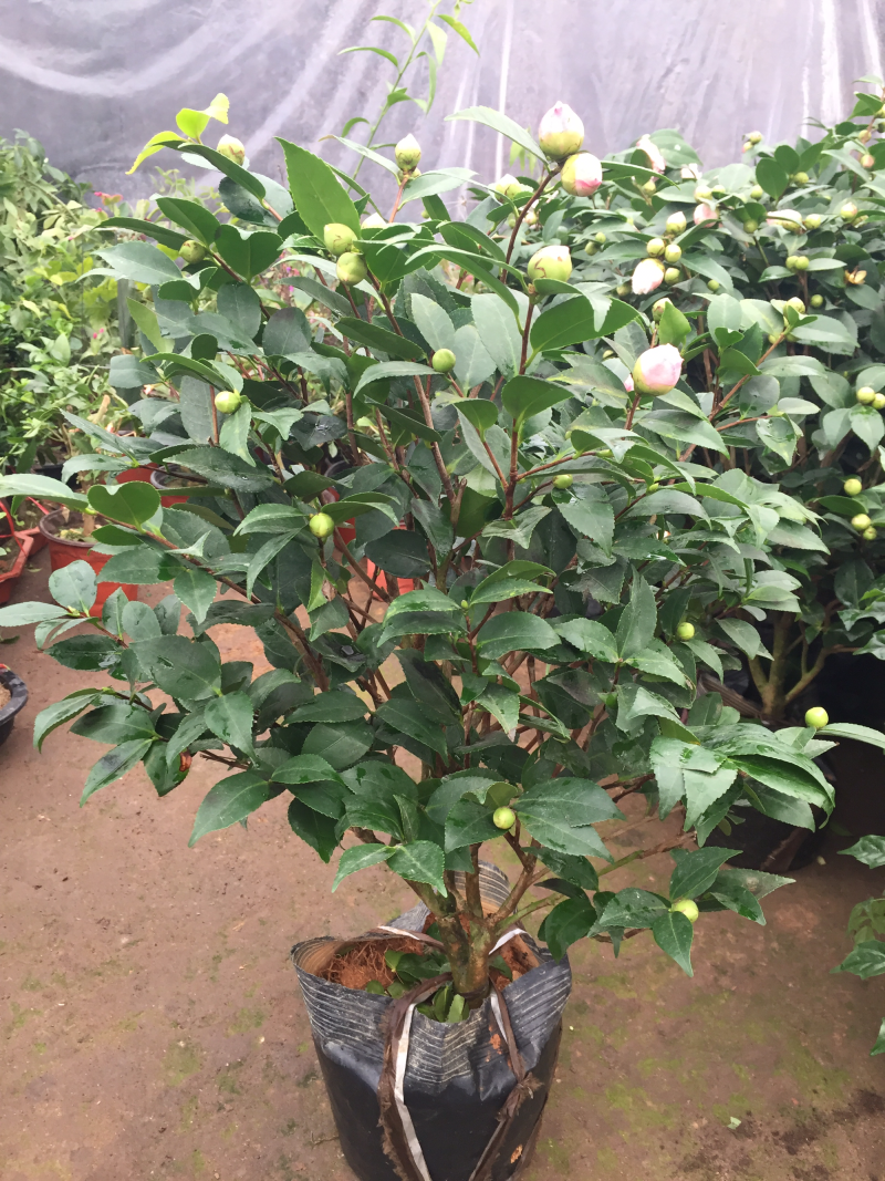 茶花香妃
