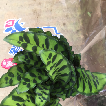 猫眼竹玉