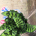 猫眼竹玉