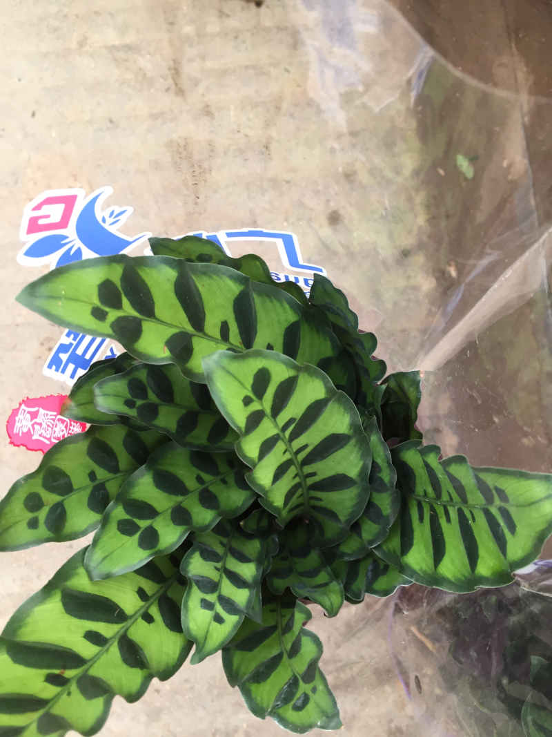 猫眼竹玉