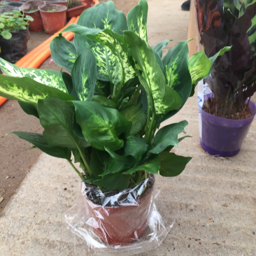 银皇后