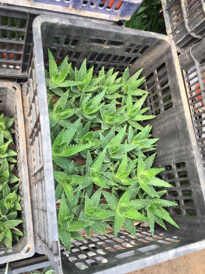 芦荟不夜城