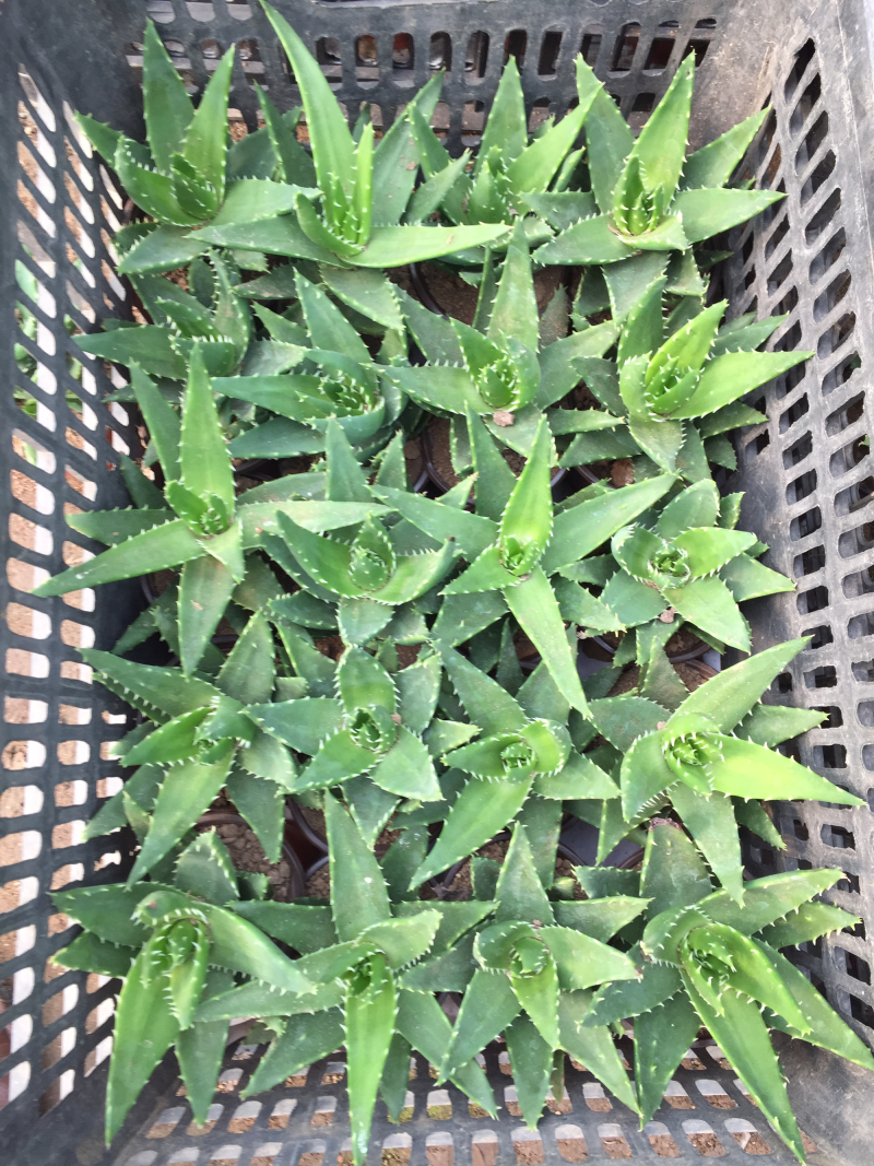 芦荟不夜城