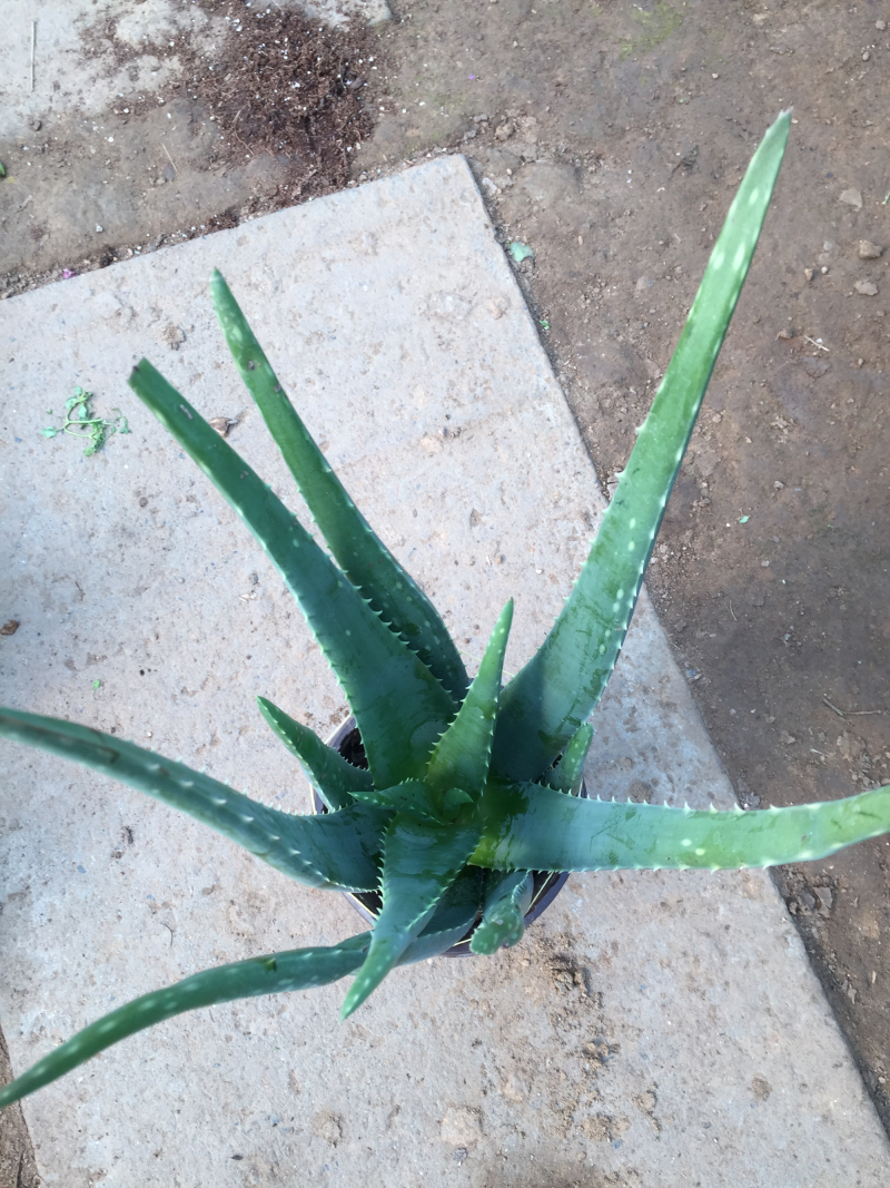 芦荟库拉索