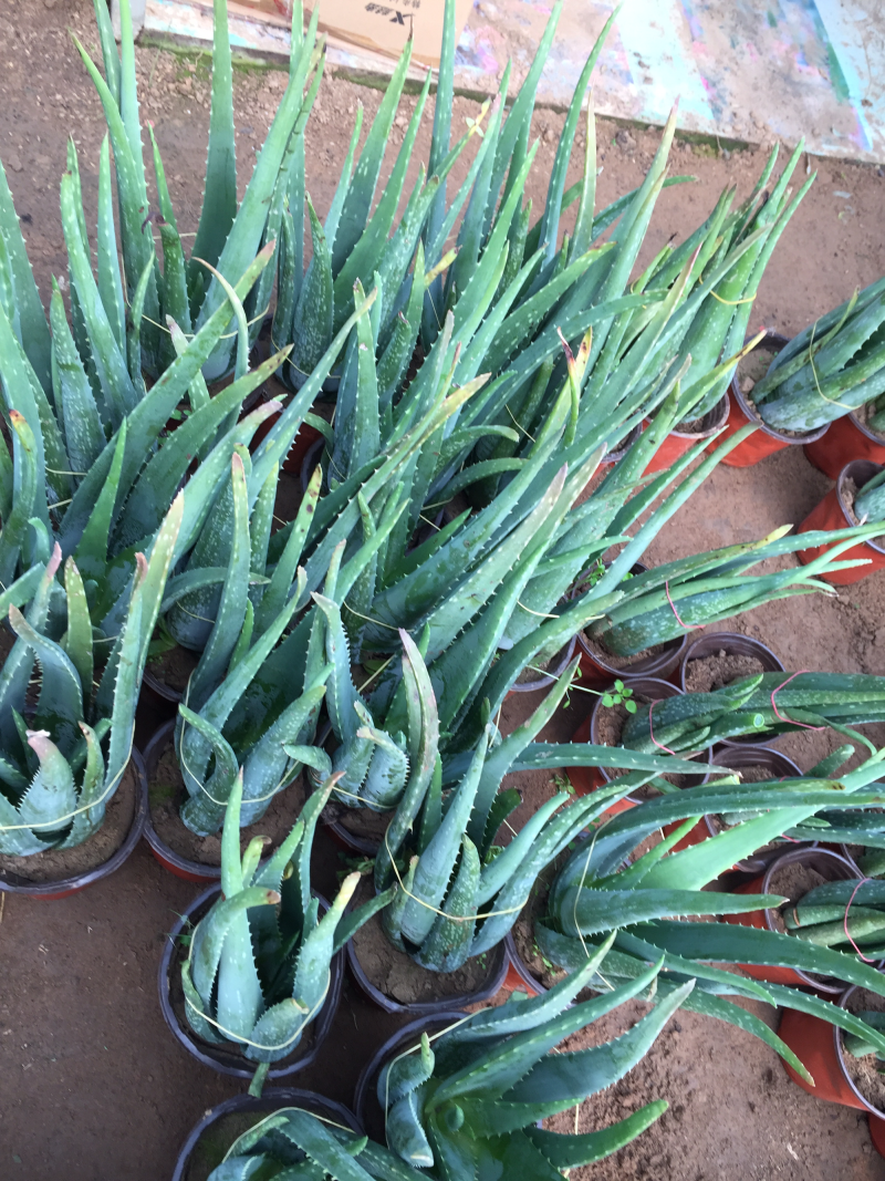 芦荟库拉索