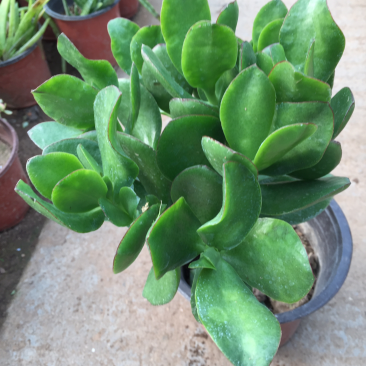 玉树