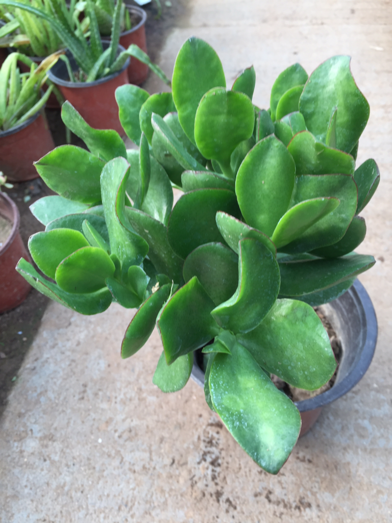 玉树