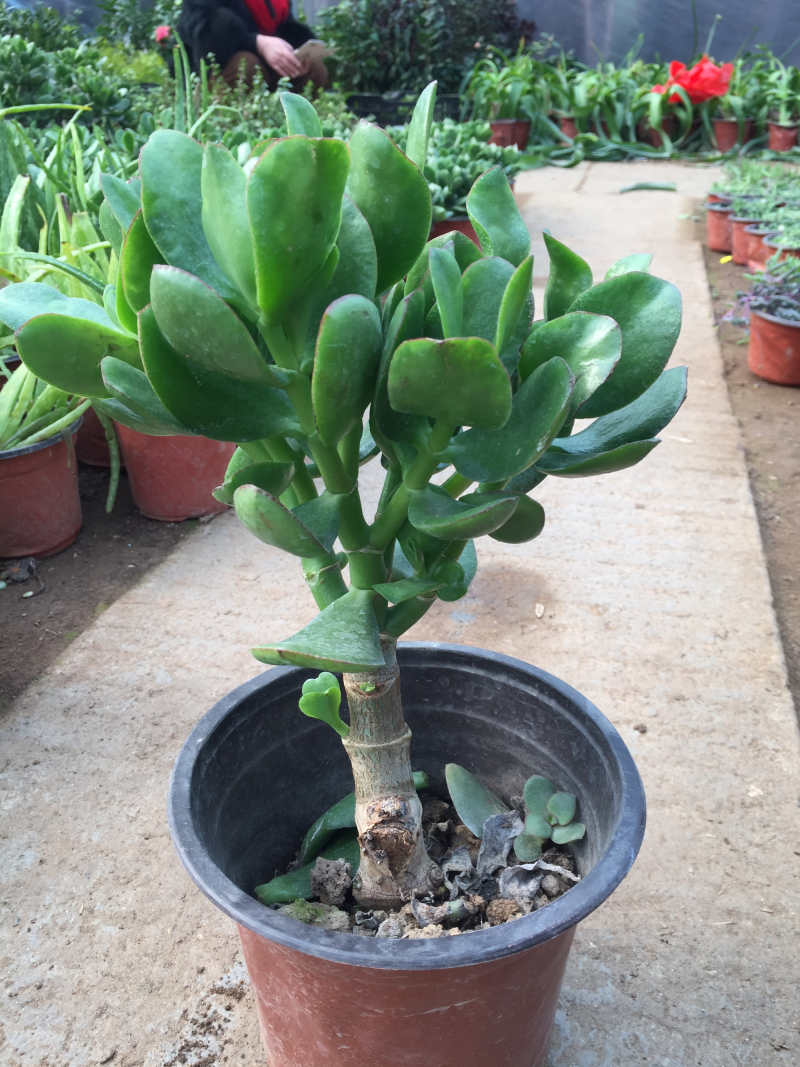 玉树