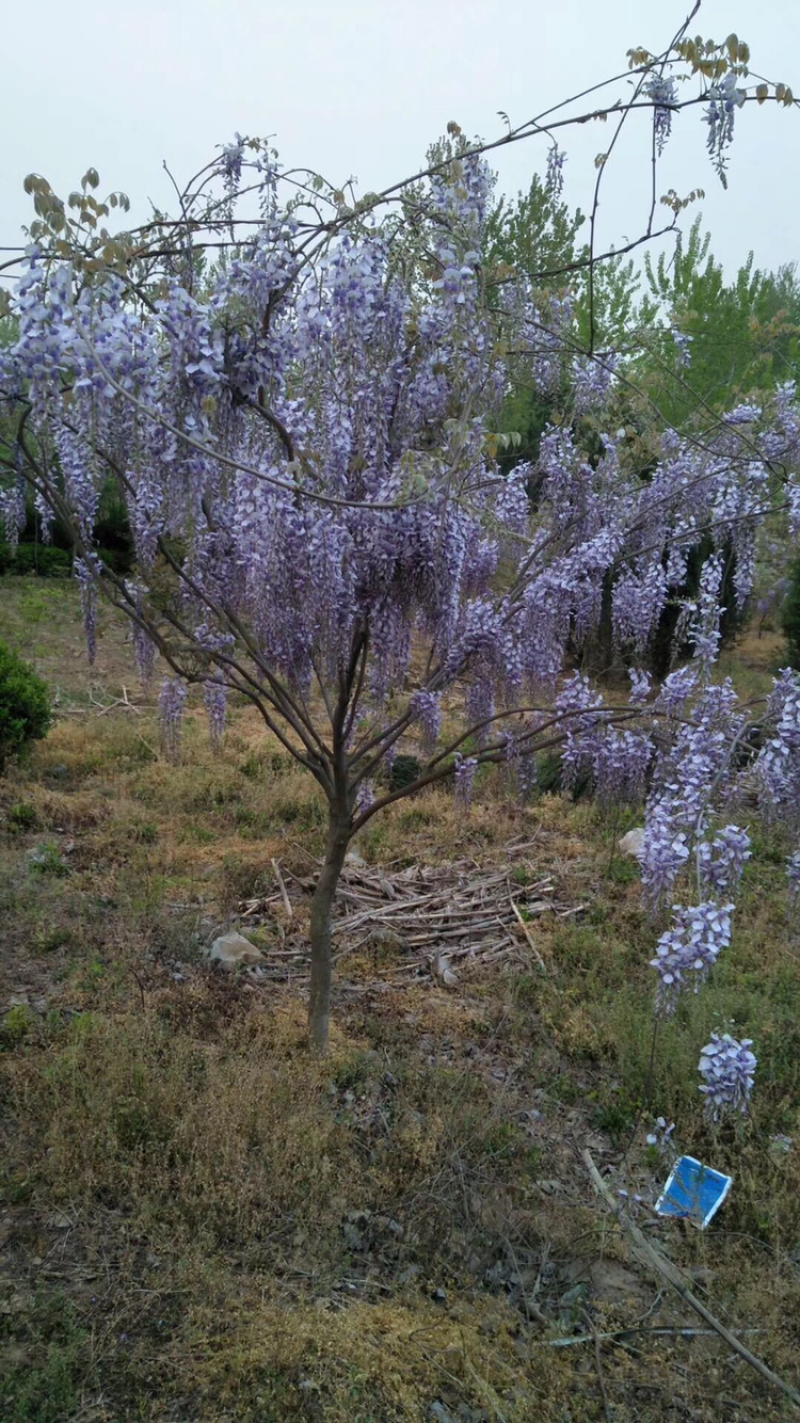 紫藤紫藤苗基地直销提供发票