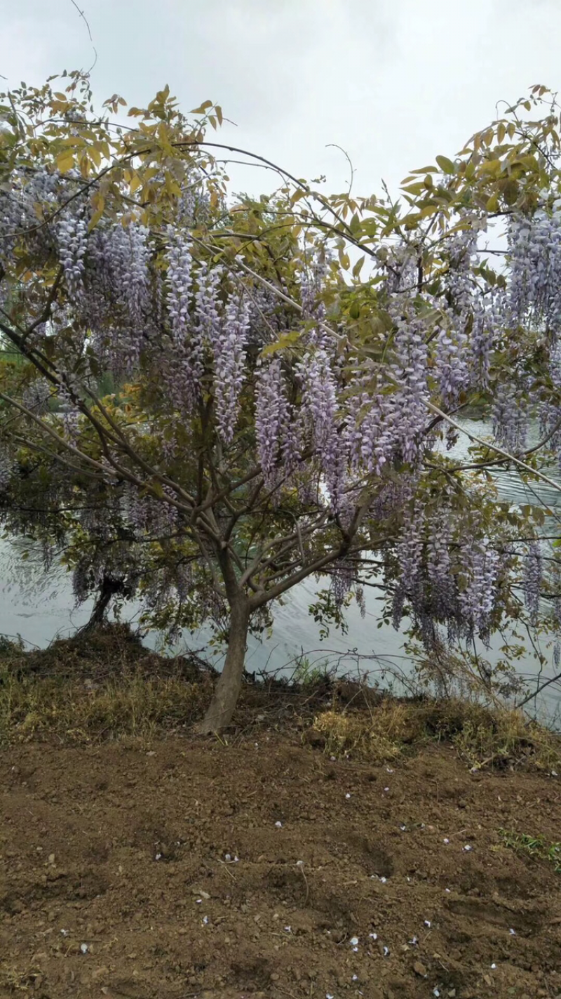 紫藤紫藤苗基地直销提供发票