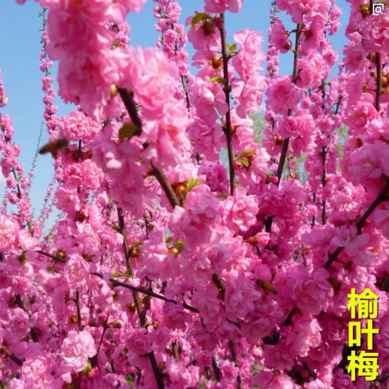 绿化梅花树苗红梅树苗腊梅榆叶梅美人梅树苗庭院地栽盆栽带花