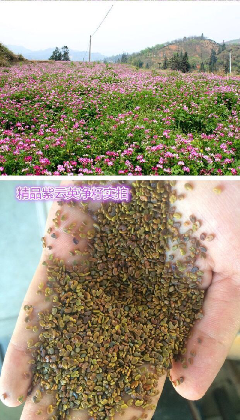 紫云英种子