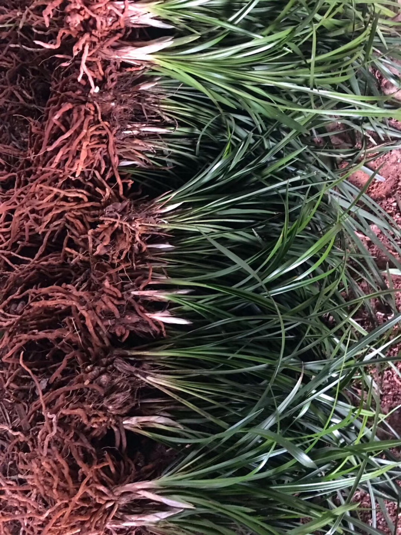 春兰蕙兰每棵5至9苗现挖发货每件两棵包邮