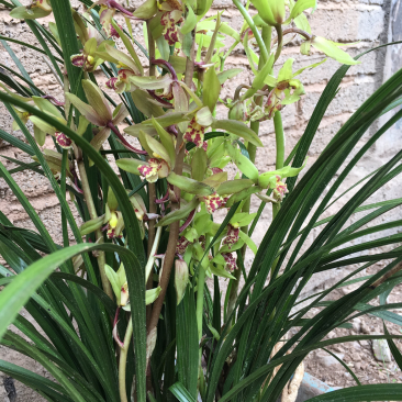 春兰蕙兰每棵5至9苗现挖发货每件两棵包邮