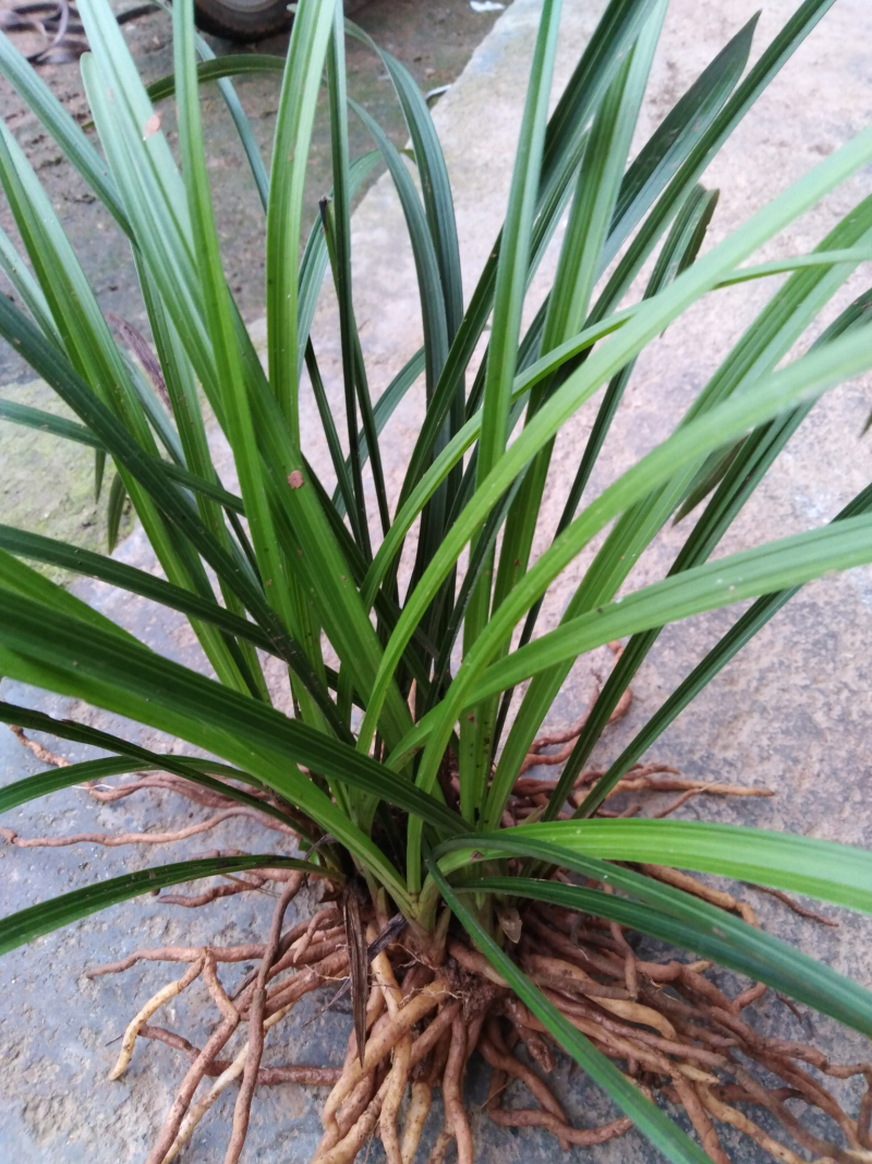 春兰蕙兰每棵5至9苗现挖发货每件两棵包邮