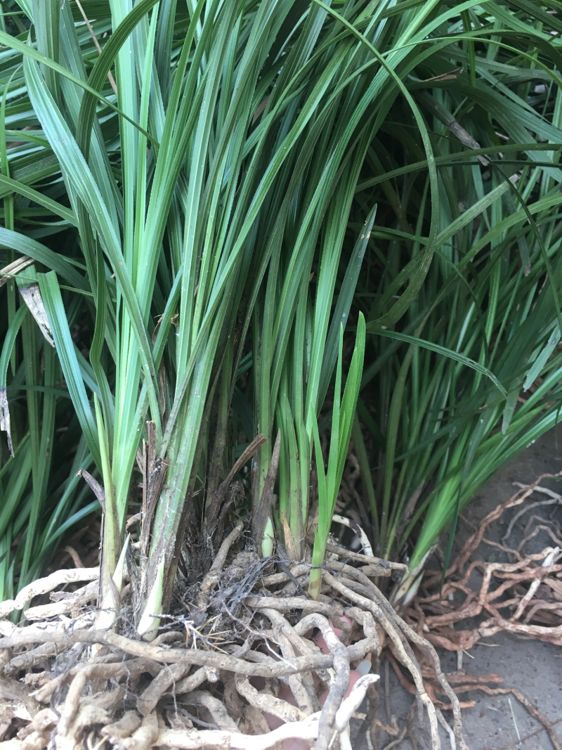 春兰蕙兰每棵5至9苗现挖发货每件两棵包邮