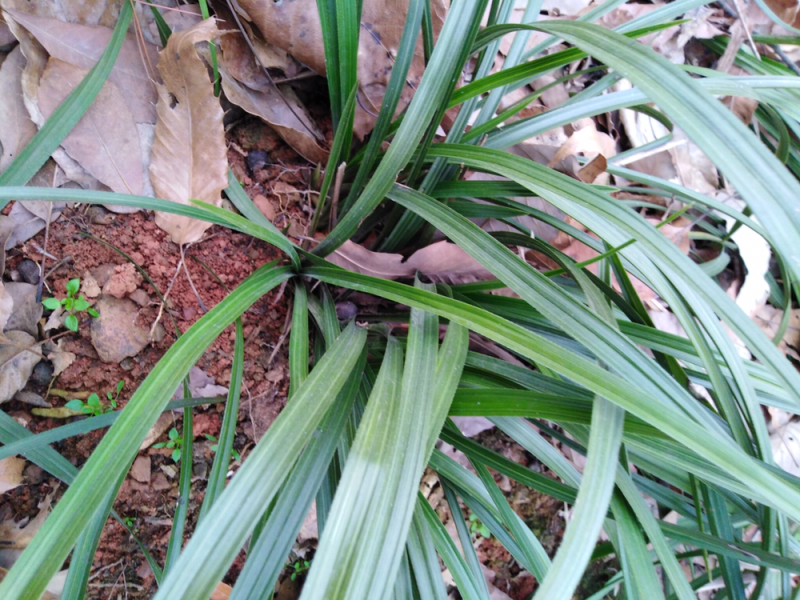 春兰蕙兰每棵5至9苗现挖发货每件两棵包邮