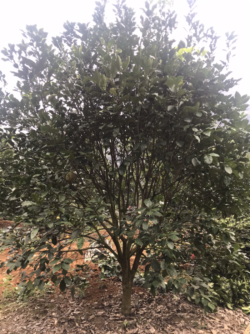 香泡树，柚子树供应