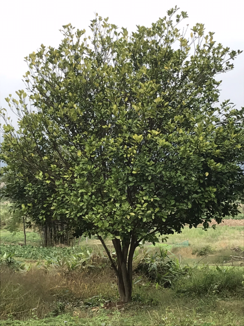 香泡树，柚子树供应