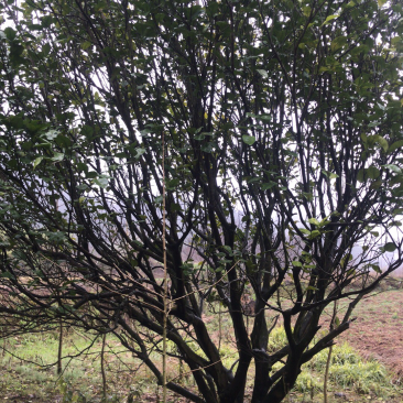 香泡树，柚子树供应