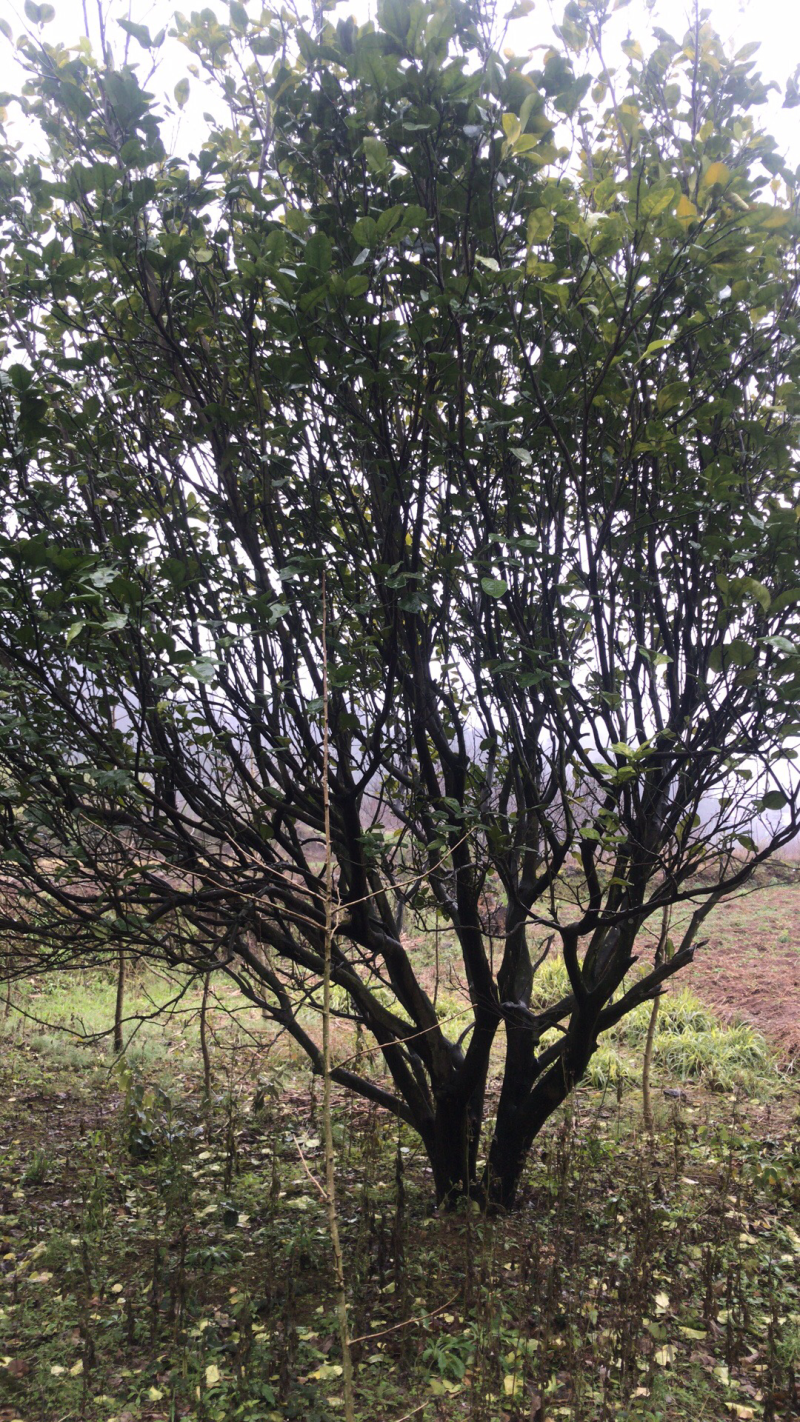 香泡树，柚子树供应