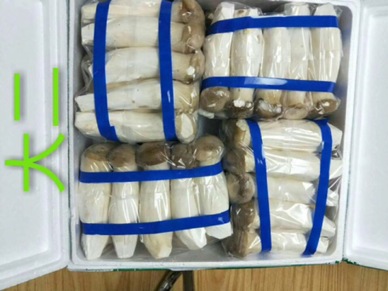 杏鲍菇厂家直发，质量价格有保证
