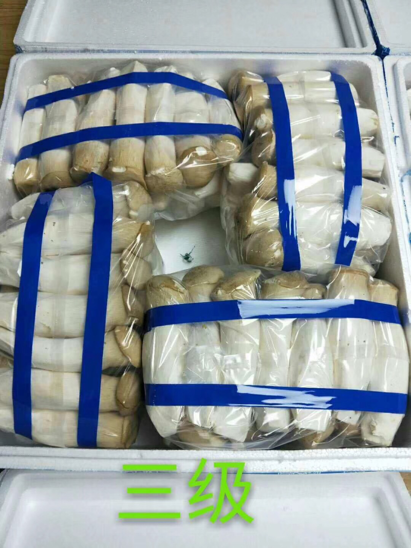杏鲍菇厂家直发，质量价格有保证