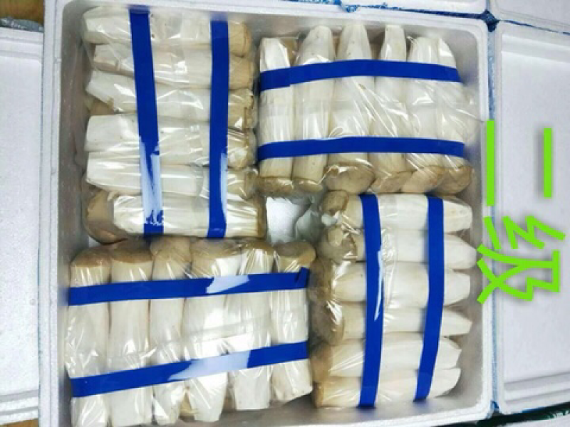 杏鲍菇厂家直发，质量价格有保证