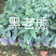 金葵砂糖橘苗质量保证价格优惠