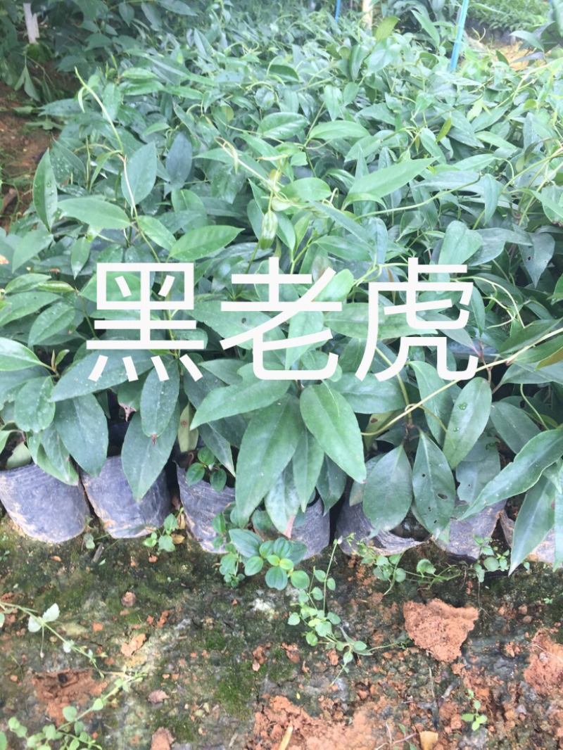 金葵砂糖橘苗质量保证价格优惠