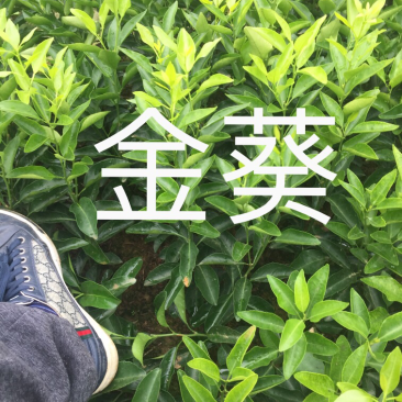 金葵砂糖橘苗质量保证价格优惠