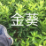 金葵砂糖橘苗质量保证价格优惠
