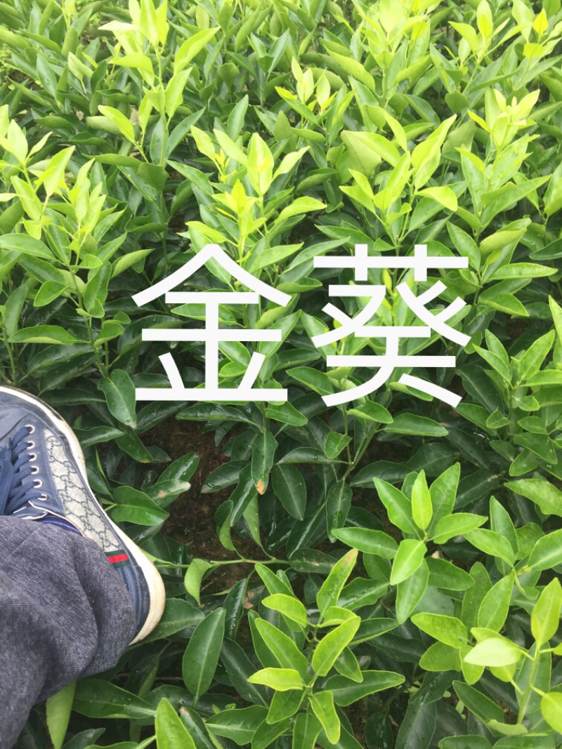 金葵砂糖橘苗质量保证价格优惠