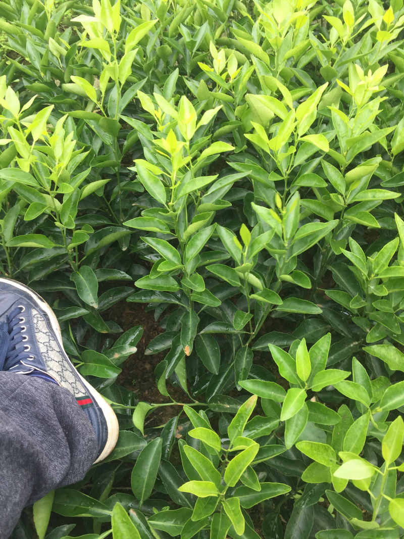 金葵砂糖橘苗质量保证价格优惠