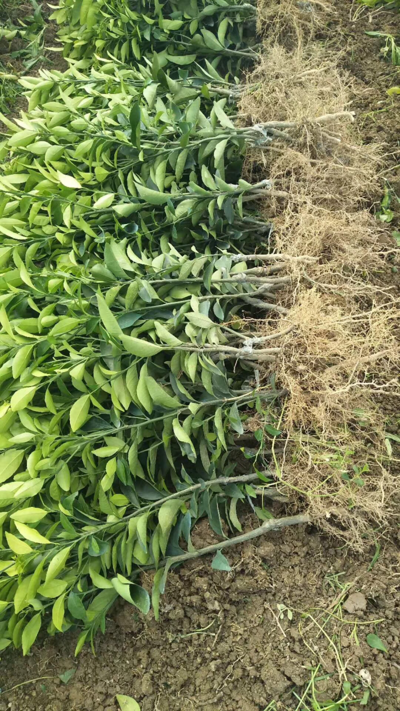 基地香橙沃柑，积壳沃柑质量纯度保证