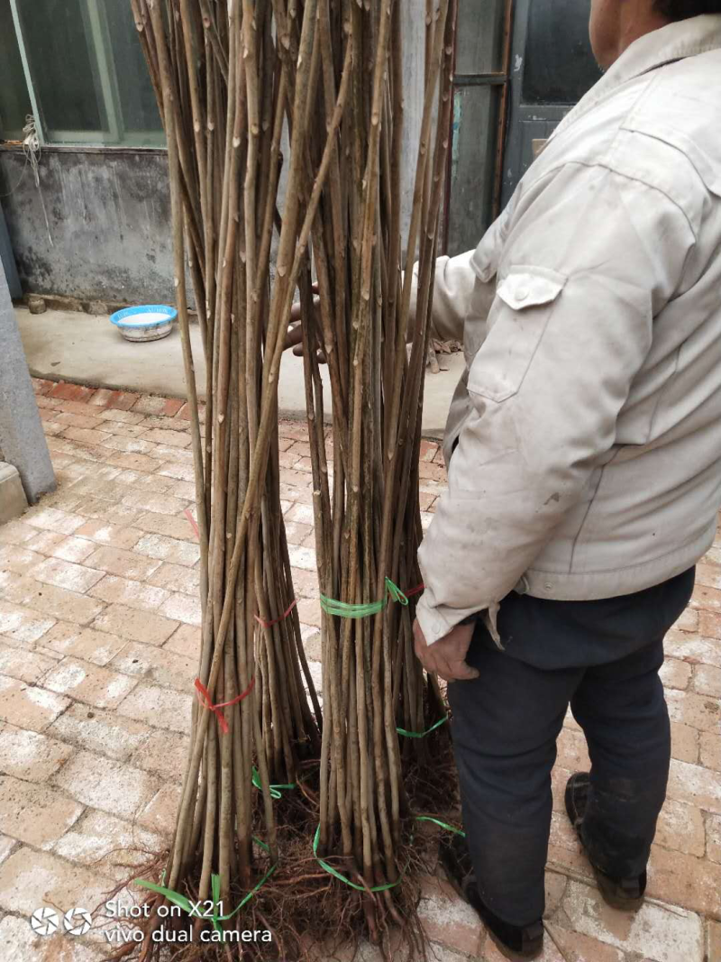 1年香椿树苗，红油香椿苗，0.8公分以上的香椿苗，大规格