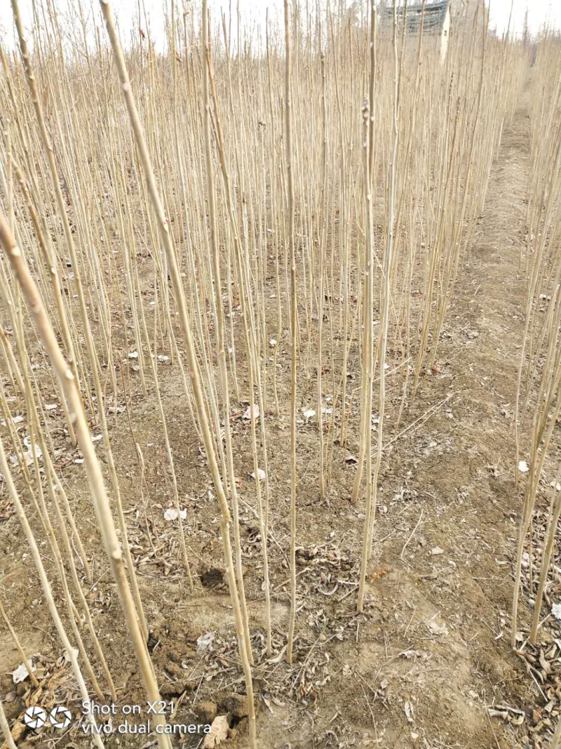 1年香椿树苗，红油香椿苗，0.8公分以上的香椿苗，大规格