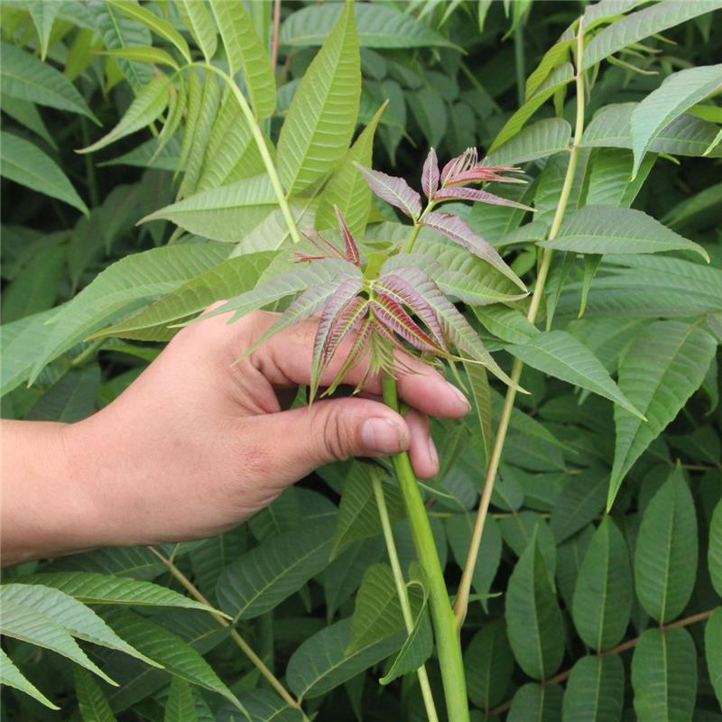 大量批发香椿苗，2公分香椿树苗，红油香椿树苗