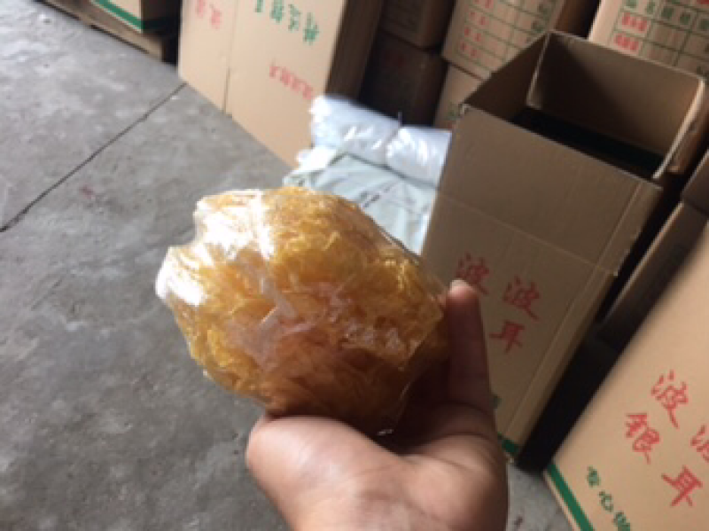 【包邮拿样】古田银耳畅销品2朵包邮
