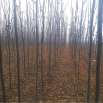 栾树河南栾树栾树批发基地基地直接批发价格低