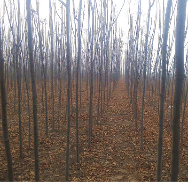 栾树河南栾树栾树批发基地基地直接批发价格低