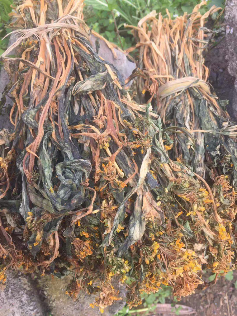 新鲜农家菜干连州菜心干