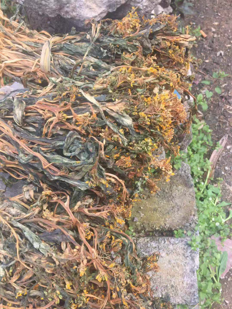 新鲜农家菜干连州菜心干