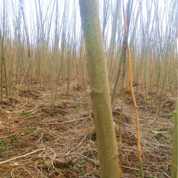 合欢河南合欢合欢批发合欢种植基地基地直接发货